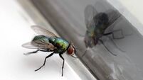 House Fly & Glass Reflection Closeup