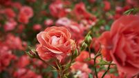 Rose and rose buds
