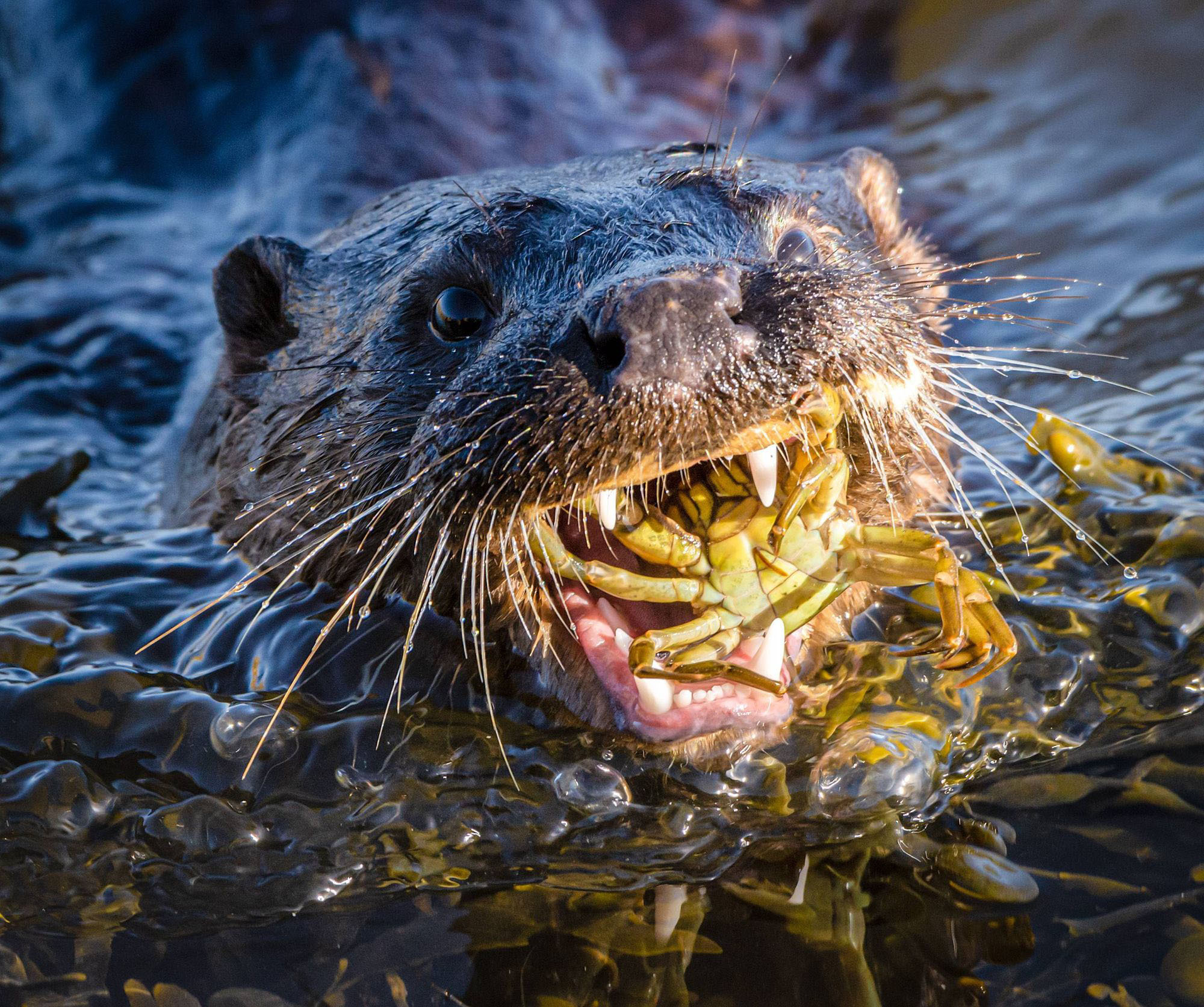 Ollie the Otter