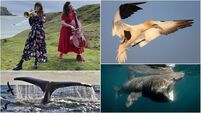 New Irish wildlife documentary is a hymn to nature and a cry for help 