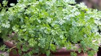 Chervil herb in an ornamental pot