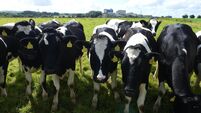 There is just no avoiding it — Irish farming must change in response to biodiversity crisis