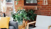 Cozy, light conservatory interior design with gray sofa decorated with bright textile cover and cushions and many green house pl