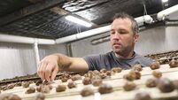 How an Irish beef farmer built a thriving snail farm