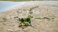 Mystery of Barleycove whale bones solved