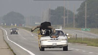 Watch: Police pull over vehicle with giant bull riding in passenger seat