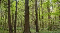 Deep in the forest with wild garlic growing in Spring, Roscommon, Ireland.