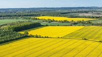 aerial view of yellow harvest fields