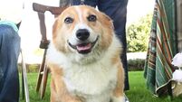 Watch: Blessing of family pets