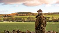 Senior man looking at field with sheep