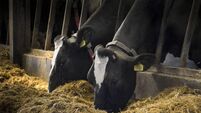 Holstein Dairy Cows