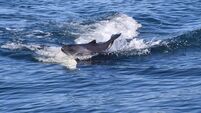 Richard Collins: Why would whales kill porpoises they don't eat?