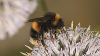 Climate change putting UK wildlife 'increasingly at risk'