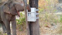 Richard Collins: Does an elephant's big brain help them with problem-solving?