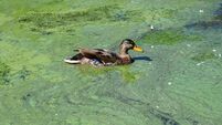 Anja Murray: Losing our lakes is a poor exchange for short-term economic gain 
