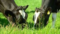Grazing cows.