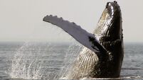 Richard Collins: Ocean sound pollution is increasing — and it's affecting whales