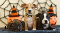 13 steps to keep your dog safe from fireworks and bangers at Halloween