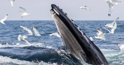 Nature photographers tell tales behind this epic photo gallery 