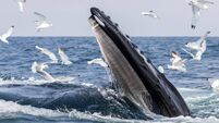 Nature photographers tell tales behind this epic photo gallery 