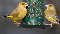 Richard Collins: Disappearing garden birds caused by an ancient parasite