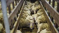 Group of sheep eating