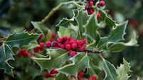 BRITAIN-FESTIVE-CHRISTMAS-AUCTION-MISTLETOE-OFFBEAT