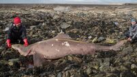 The Meg was not the only warm-blooded shark