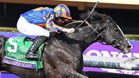 Auguste Rodin to remain in training next season