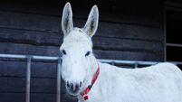 Adopting a donkey can help with schemes