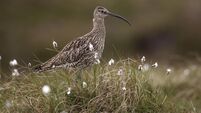 Curlew, Numenius arquata