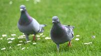 Anja Murray: Pigeons and doves — and peace and learning