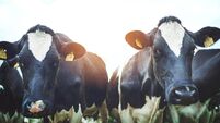 We're for team bovine