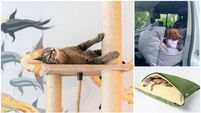 Revealed: The best buys when choosing pet gifts this season