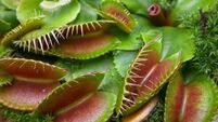 Venus flytrap