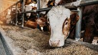 Close up of calves on animal farm eating food. Meat industry concept.