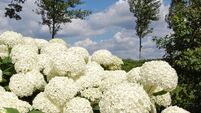 Hydrangea arborescens Annabelle