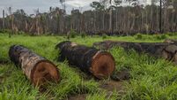 Forest pathways report