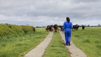 Rounding Up the Cattle