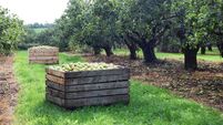 Apple Harvest