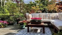 Image of outdoor lounging area on sunny autumn garden decking with outdoor rug, grooved, whitewashed wooden deck, hardwood seati