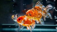 Richard Collins: Could fish and geese teach us how to save on plane fuel?