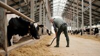 Mature worker of farm putting livestock feed for cows by paddocks with cattle