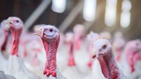 Premium poultry farming