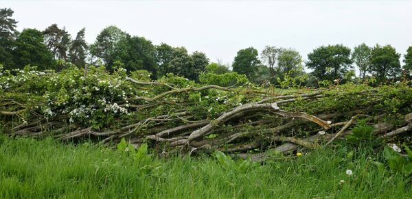 A new hedgerow in Celbridge — a few months after laying A new hedgerow in Celbridge — a few months after laying