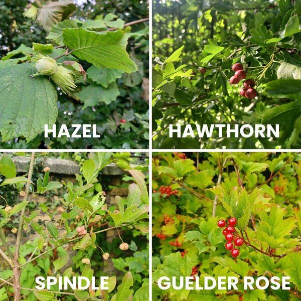 Hedgerow plants — hazel, hawthorn, spindle and guelder rose Hedgerow plants — hazel, hawthorn, spindle and guelder rose