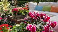 Close-up image of potted, ivy-leaved cyclamen (Cyclamen hederifolium) with variegated pink / white flowers, outdoor lounging are