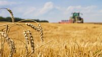 Last straws after harvest and tractor plowing the stubble field