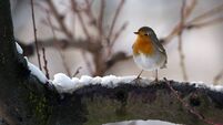 robin bird