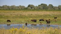 Restored River at Europes Heart Shows Cracks in Green Backlash